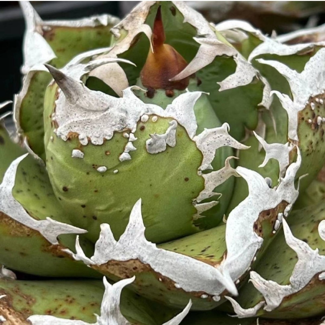 アガベ チタノタ 皇冠(クラウン)の特徴と育て方｜三叉の鋸歯と崩れ