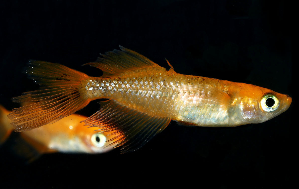 金華獣　１ペア　071909☆ めだか・メダカ【日本改良めだか研究所】