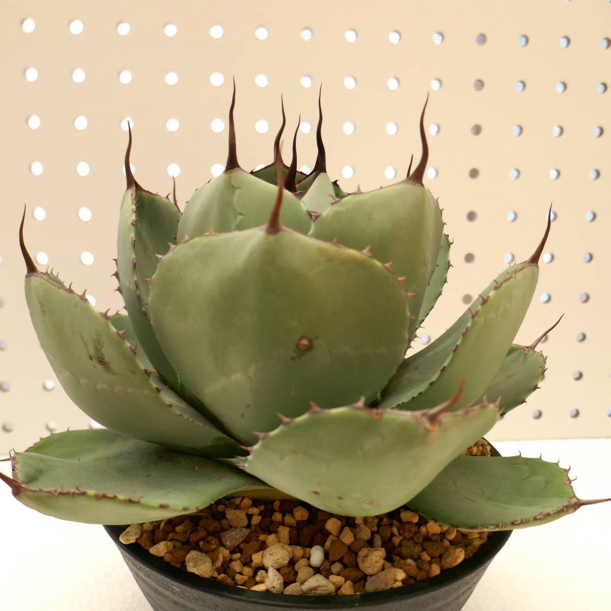 2307-31【特選 カリフォルニア輸入株 発根済み 】 Agave parryi var