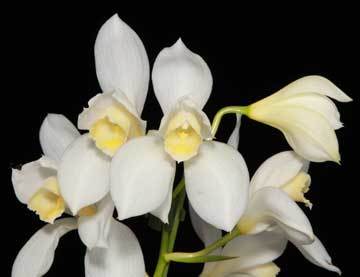 T-29　Cym. erythrostylum album 'Tokyo Fantasy' CHM/JOGA x self　洋蘭 原種 シンビジウム　(R5-0730-T) 