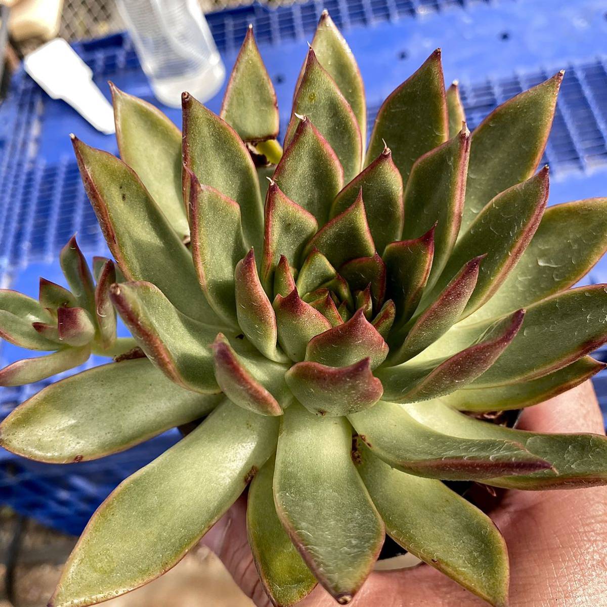 8 ブラックマリア【群生株】【根付き】エケベリア 多肉植物【ポット