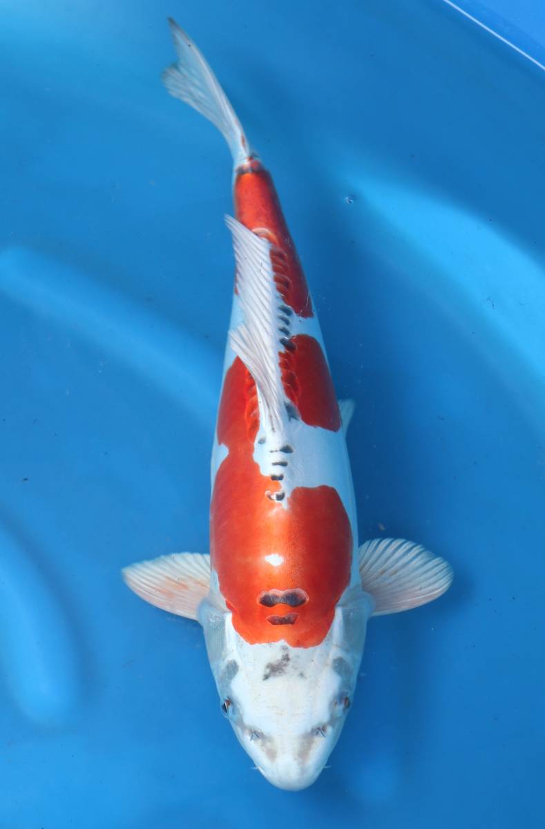 ★坂本屋★Y5044変り鯉、サイズ：44cm、性別：メス、2021年産