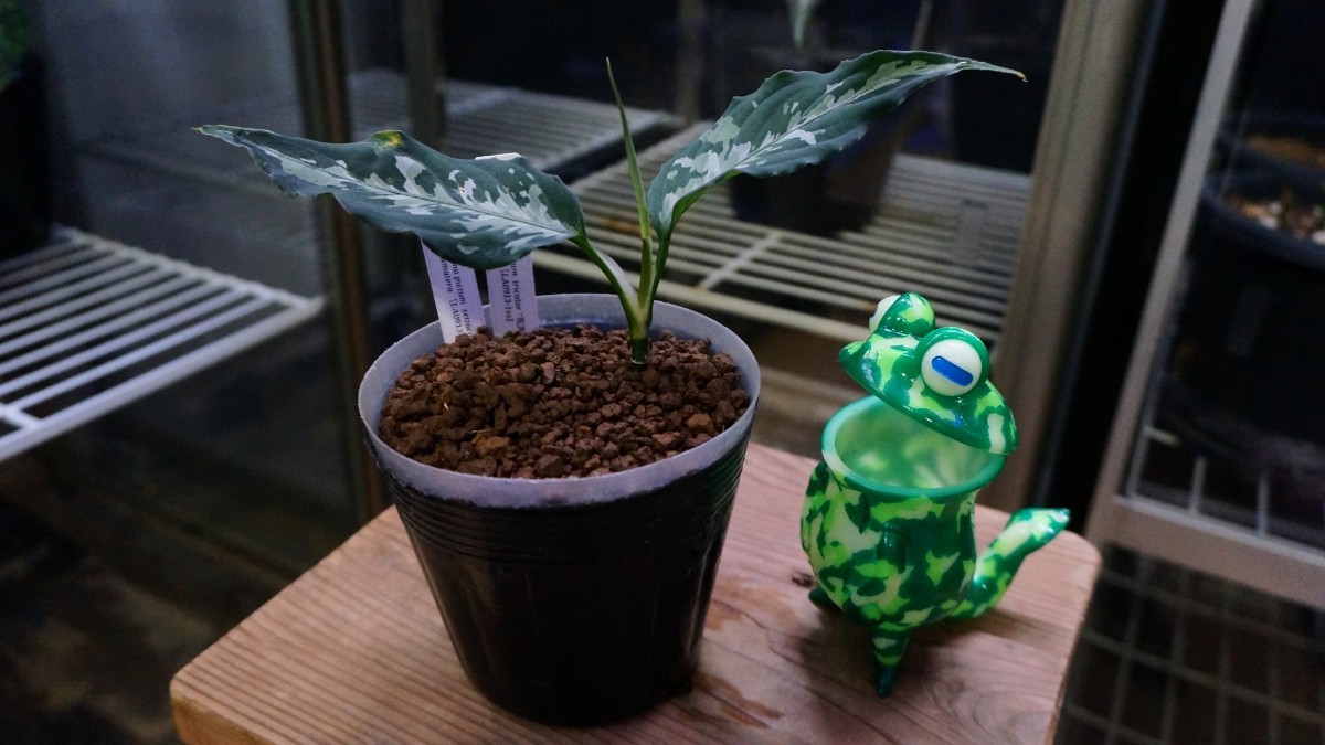 アグラオネマ ピクタム 花天狂骨 かてんきょうこつ LA便 ネームド 増殖