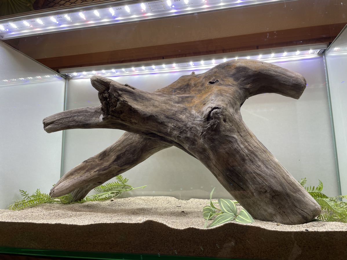 天然流木 特大株物 L字の極上品 80×55×30cm アクアリウム 水槽 
