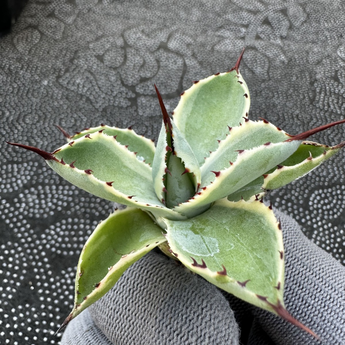 パリー アガベ トランカータ parryi アガベ・パリー truncata Agave