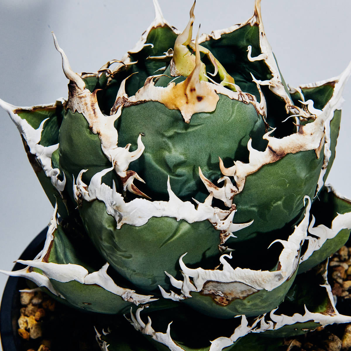 アガベ　チタノタ　ハデス　大株　オテロイ　レッドキャット　SAD シエラ アガベ チタノタ ハデス 大株 オテロイ レッドキャット SAD シエラ