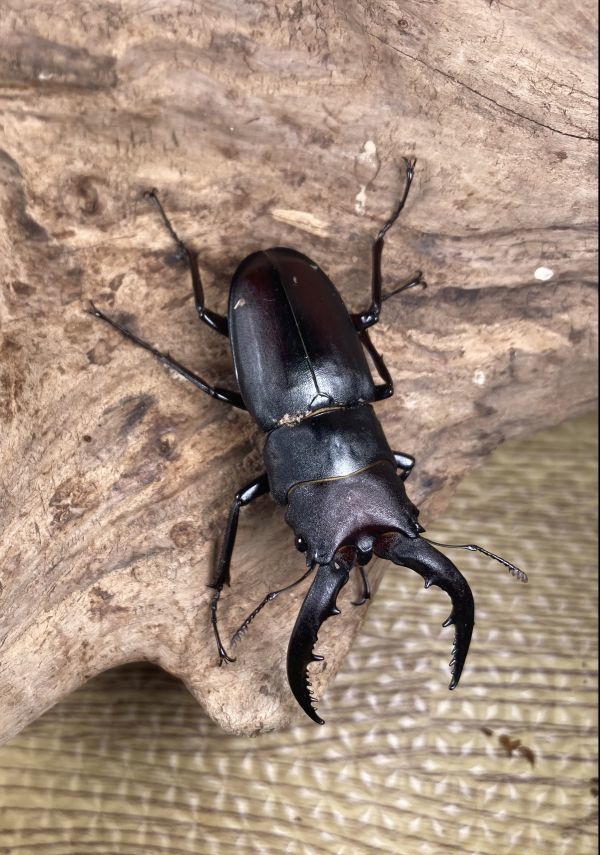 ♪♪　【人気種・即ブリ】　クロシマノコギリ　黒島ノコギリ　１ペア　　♪♪