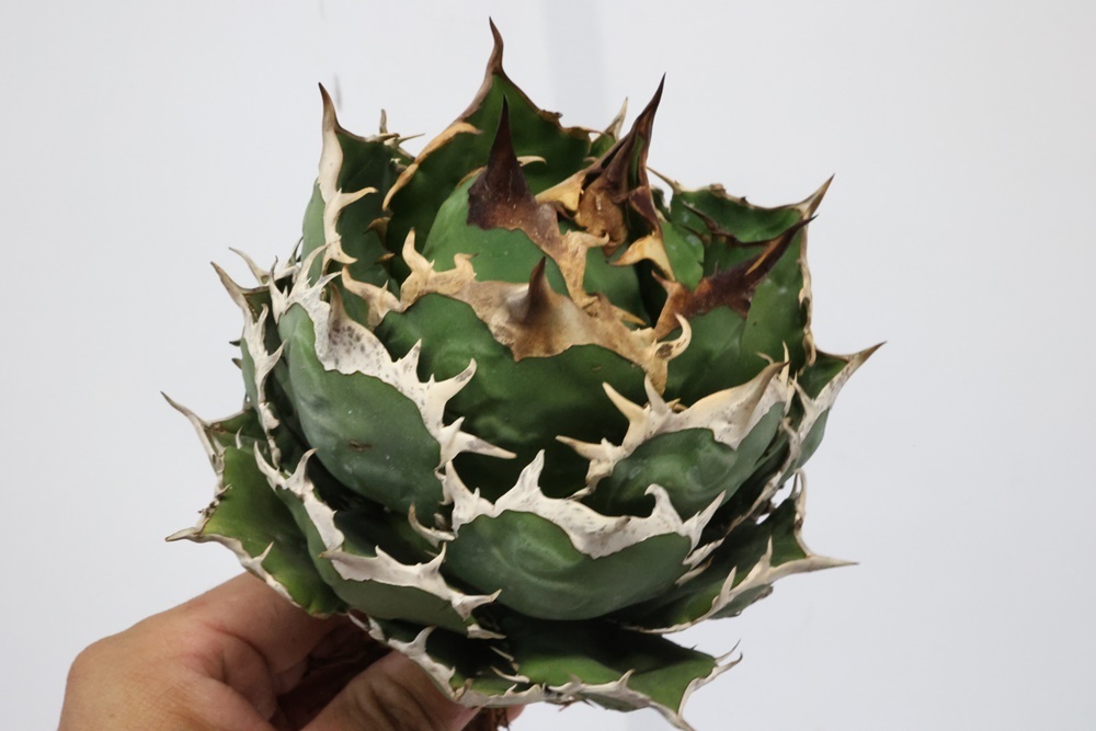 アガベ チタノタ オテロイ FO-076 大株 titanota Agave 極上 公式