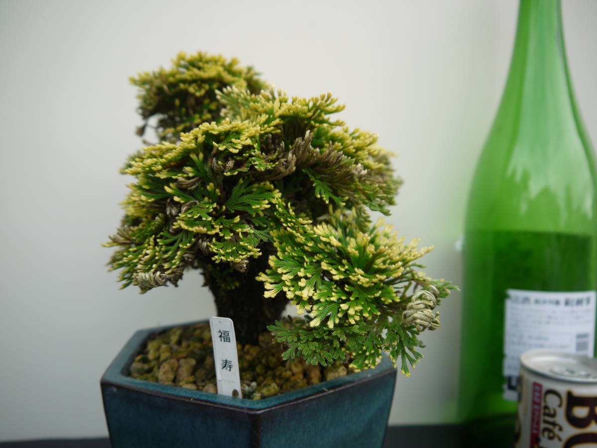 いわひば イワヒバ 銘品 福寿 約25年物(盆栽)｜売買されたオークション