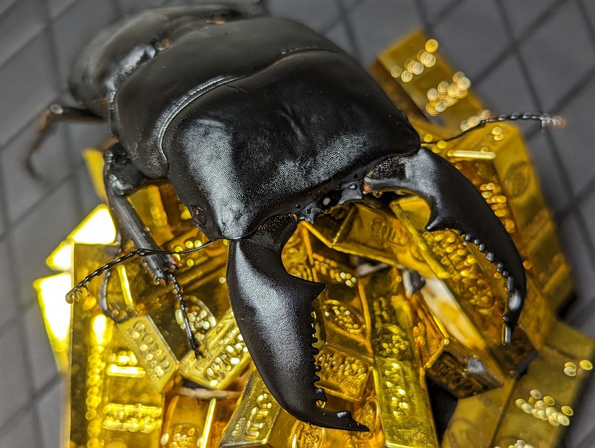 Lucanus_7】ファブリースタカクワイ 77×38 成虫 ペア