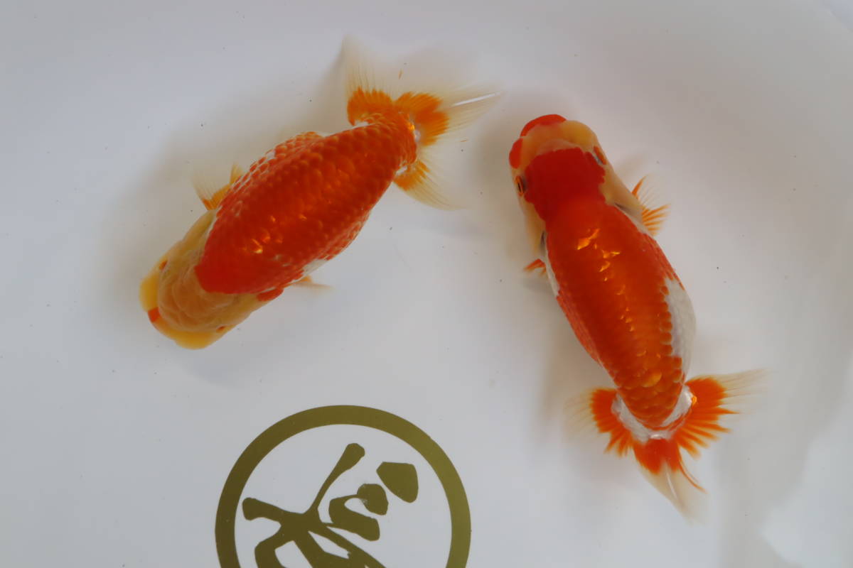 丸長 5 品評会、研究会、極上個体　12cm　当歳魚！【静岡県 牧之原市 長野耕作 】メス 1、オス1！　2匹！