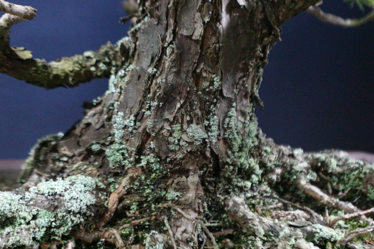 那須五葉松模様木盆栽 植木鉢 展示会 松柏盆栽 国風展 山木 樹高69cm