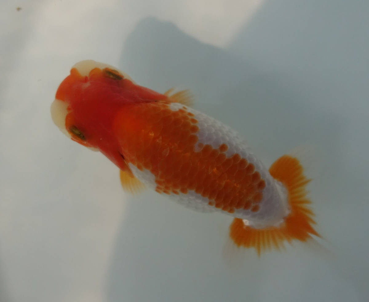 金魚専門店 さくら】協会系 らんちゅう 当歳 約11.0㎝ SA1