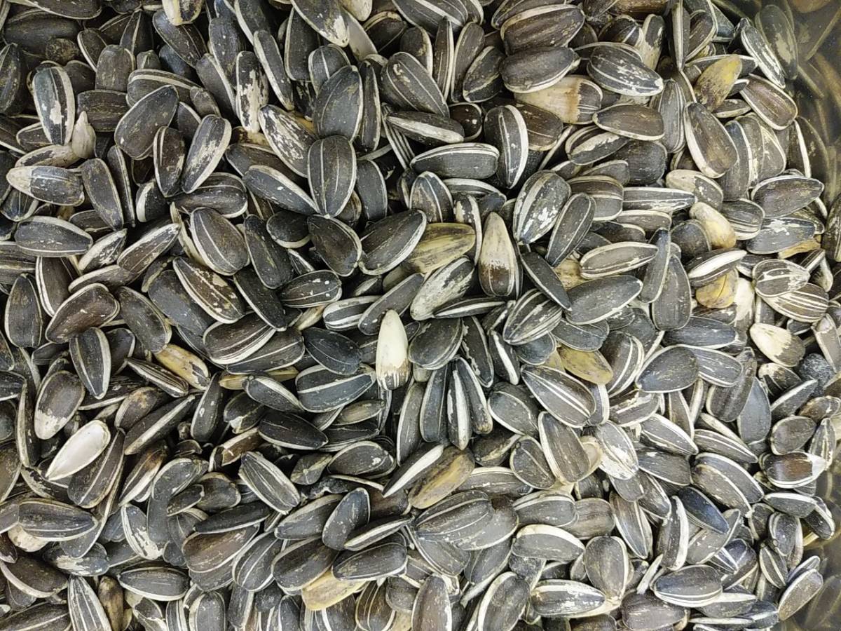 ひまわりの種 10kgの通販 ひまわり （10kg） カナダ産 公式通販 