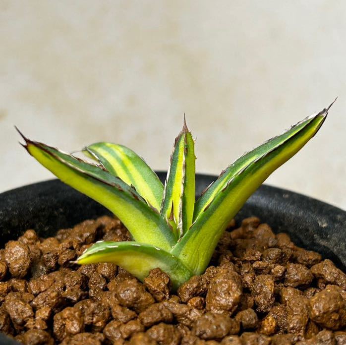 笹の雪 アガベ Agave - メルカリ 黄中斑の人気アイテム 2026年最新