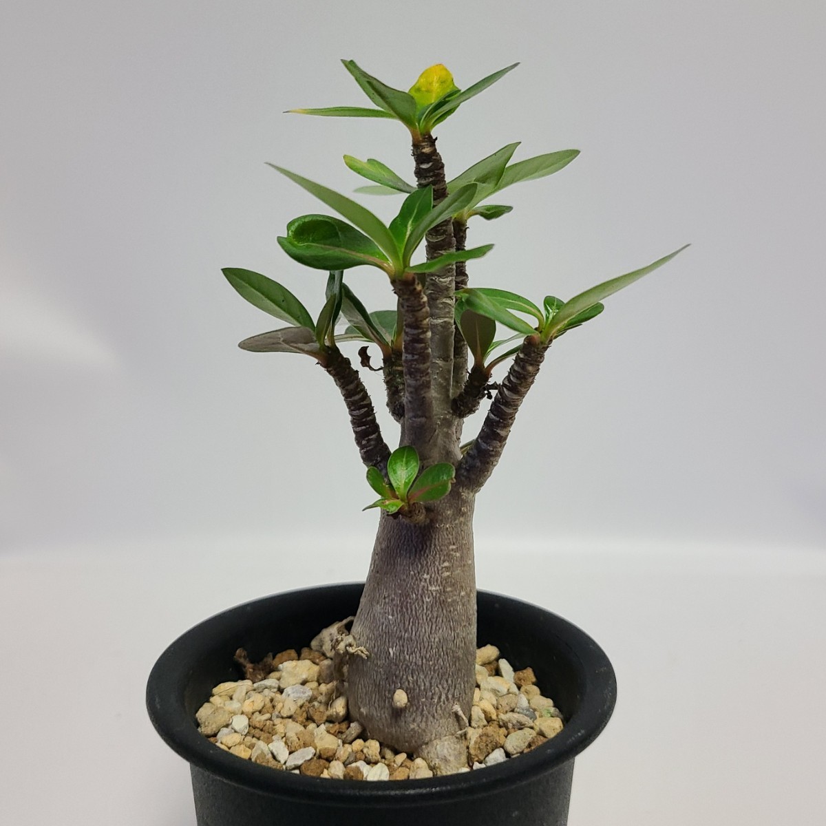 アデニウム オベスム 大 1円スタート】 アデニウム オベスム “ブラック”① Adenium obesum