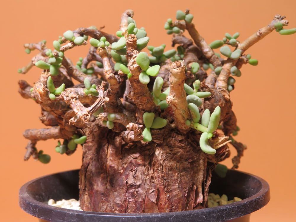 26 Ceraria pygmaea ケラリア ピグマエア サボテン 多肉植物 塊根