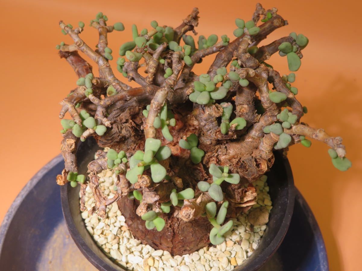 26 Ceraria pygmaea ケラリア ピグマエア サボテン 多肉植物 塊根