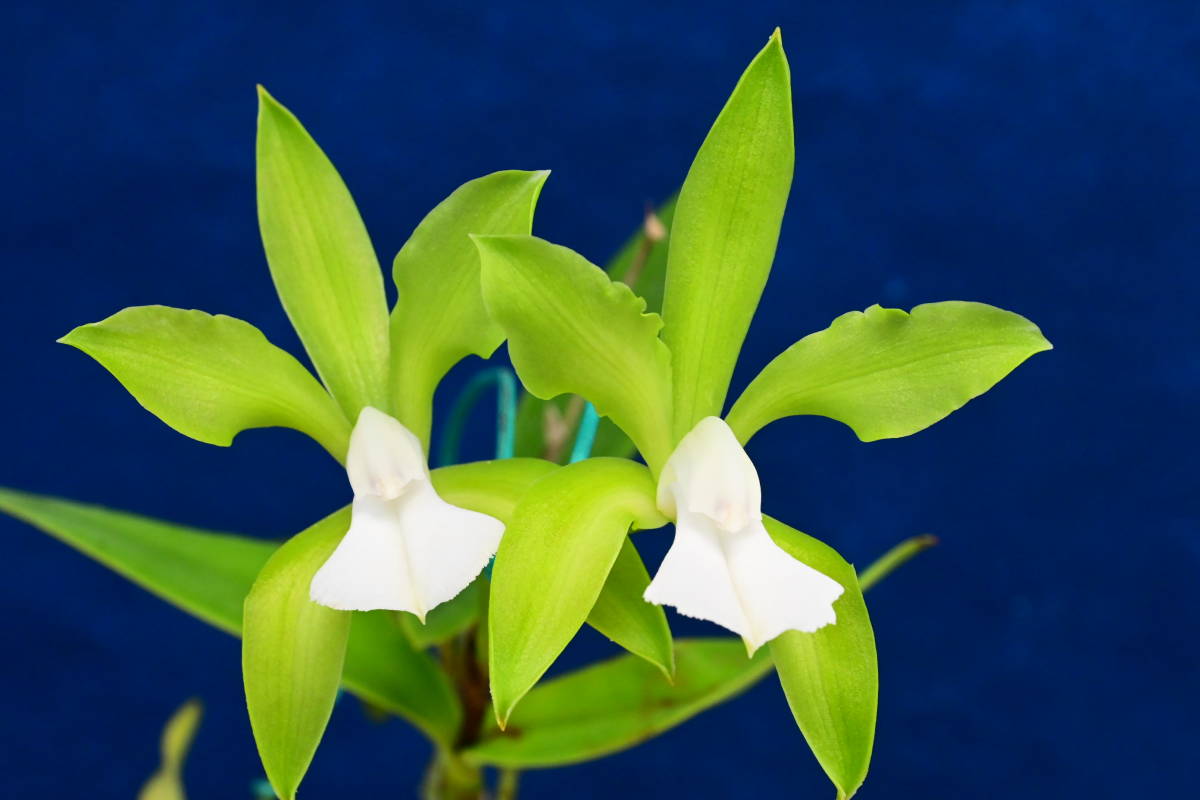 V-12　C. bicolor alba 'Reward' x self洋蘭 原種 カトレア　(R5-0827-V) 