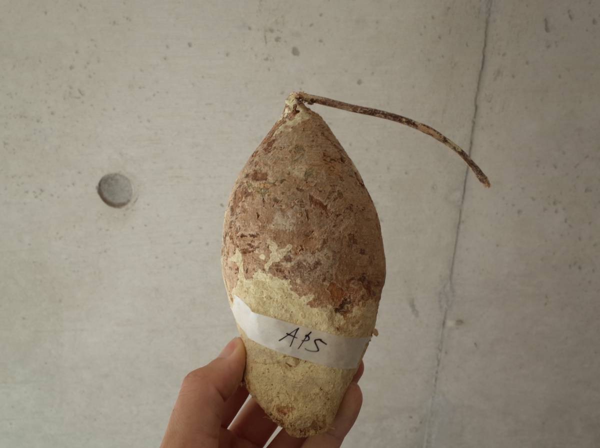 AP5 Adenia perrieri アデニア ペリエリ パキプス　コーデックス　ベアルート グラキリス　塊根