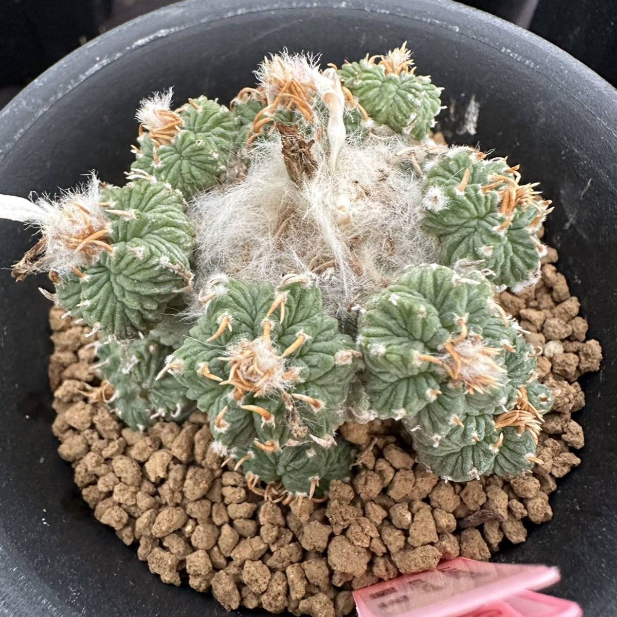 ☆サボテン・多肉植物☆869☆ アズテキウム・リッテリ 花籠 実生