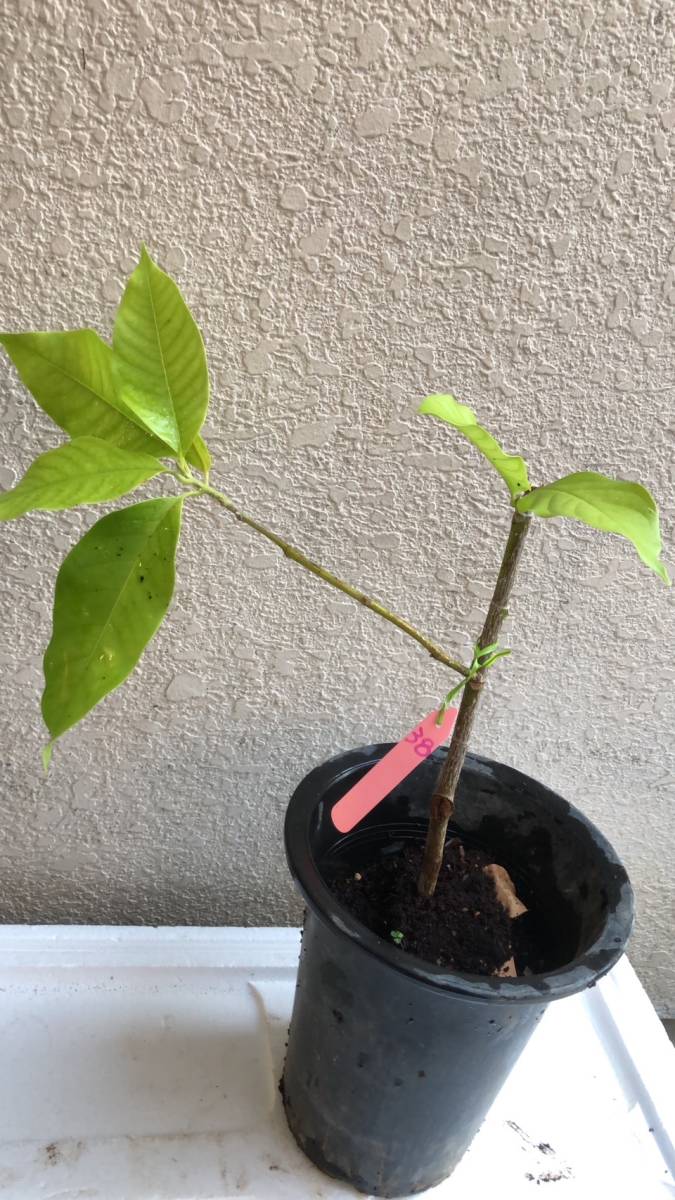 ★花苗★白玉蘭花、ギョクラン マグノリア・チャンパカ 一カ 樹 高38cm前後苗