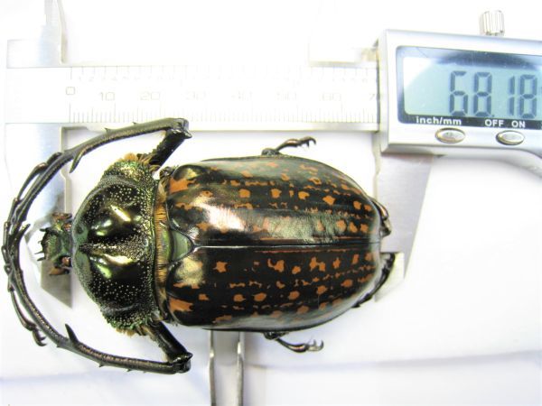 標本】バターレルテナガコガネ（ベトナム北部YenBai）♂61ミリ バター