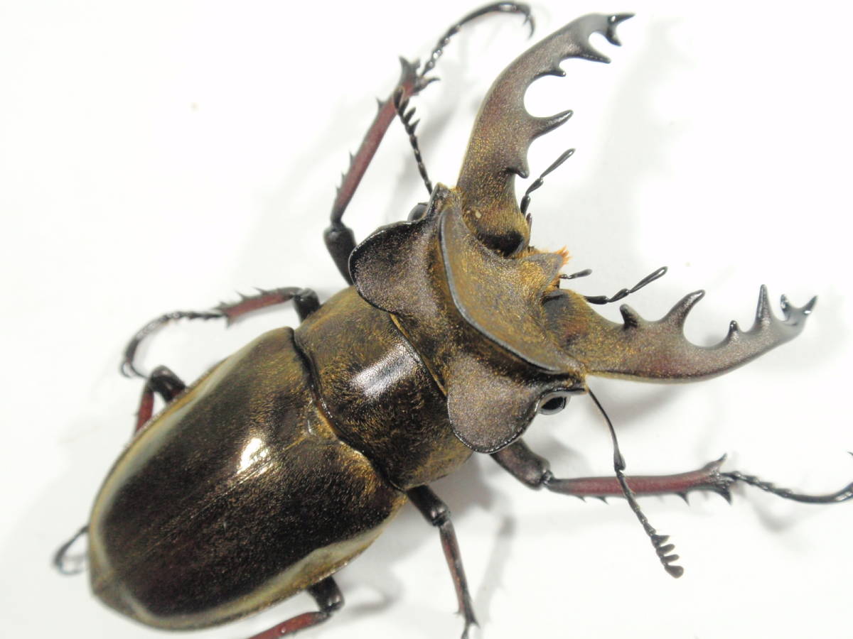 ◆◆ No.61 ウェムケン ミヤマ 新成虫 特大♂ 53.6mm ペア ◆◆