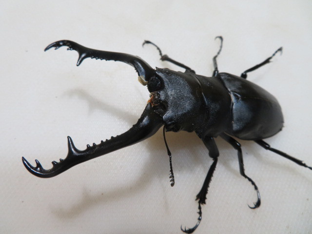 ◎　フローレスギラファノコギリクワガタ　大型血統　♂97㎜　♀49㎜　ペア　NO4