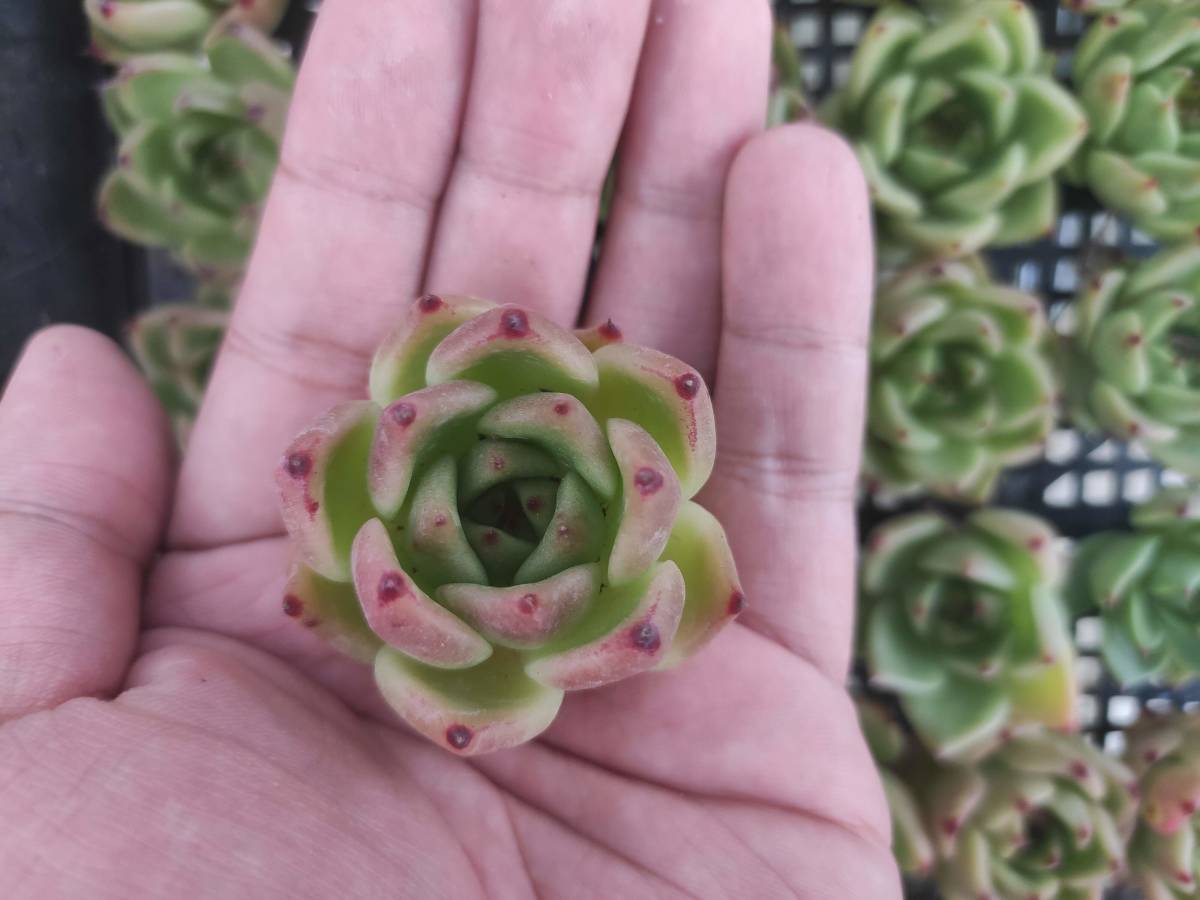 人気SALE，SALE 0822-Q060 ブルードラゴンhyb30個 多肉植物 韓国 エケベリア 8/30発送(サボテン)｜売買されたオークション情報、yahooの商品情報をアーカイブ公開 - オークファン サボテン