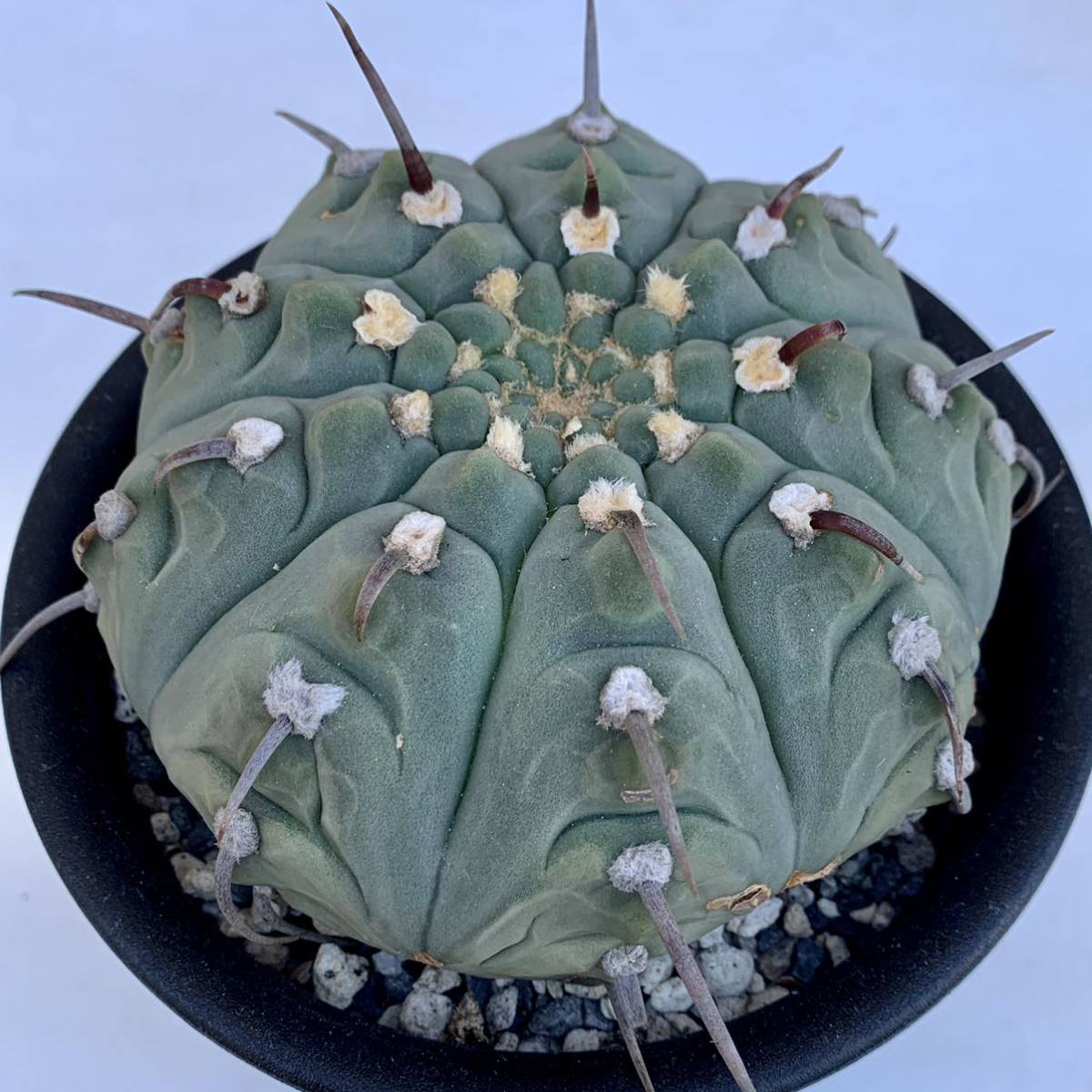 8 一本刺バッテリー 実生・サボテン 多肉植物 ギムノカリキウム 