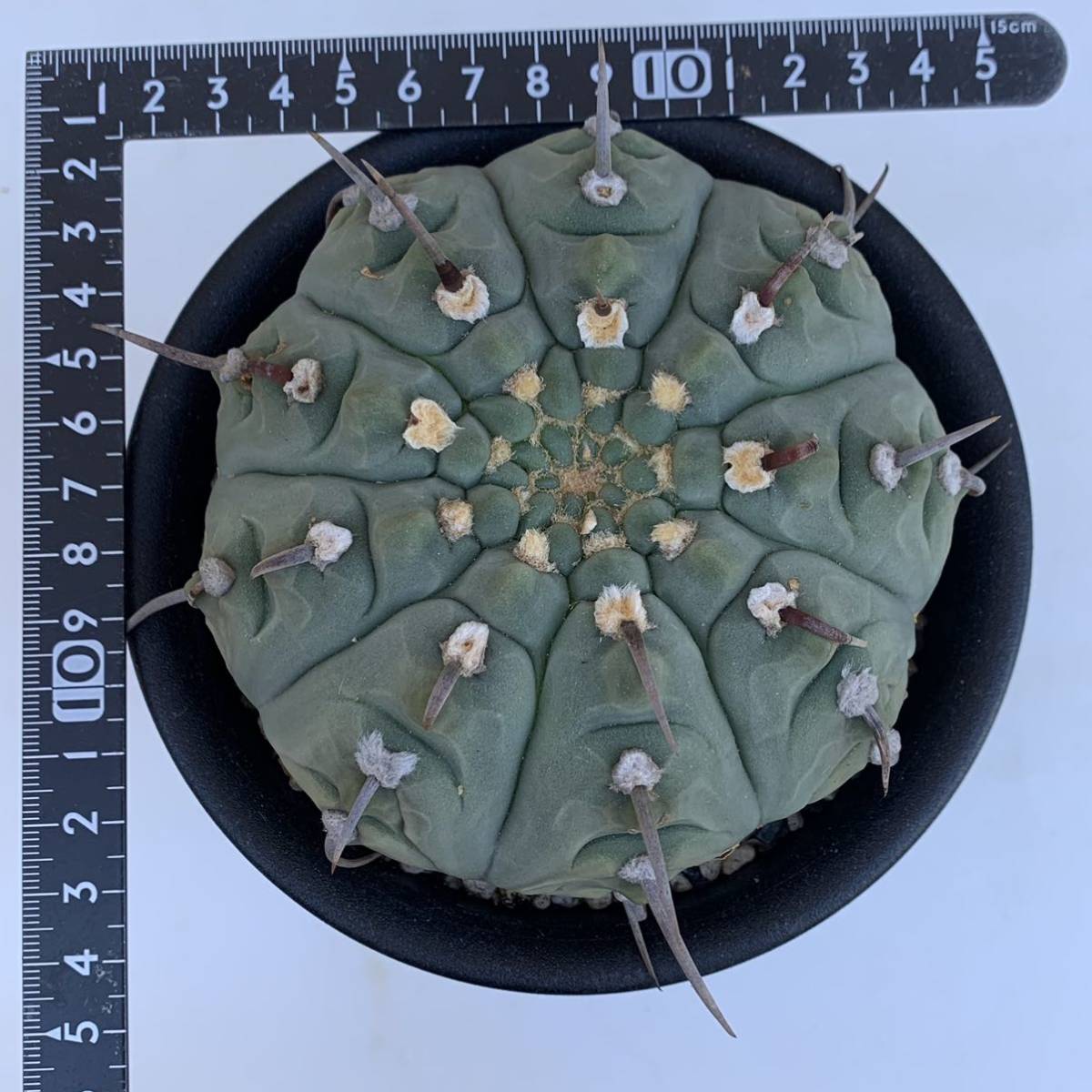 8 一本刺バッテリー 実生・サボテン 多肉植物 ギムノカリキウム 