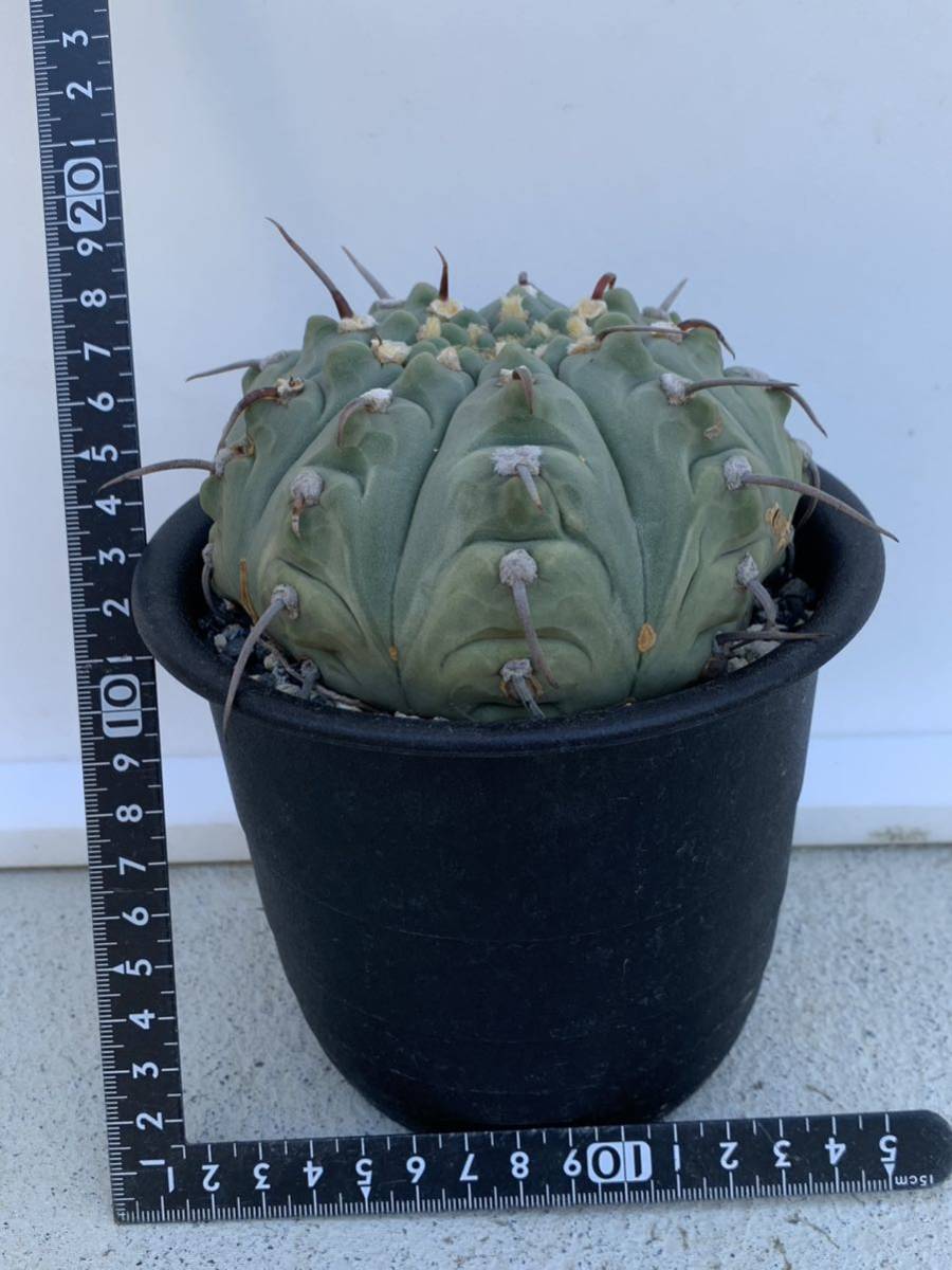 8 一本刺バッテリー 実生・サボテン 多肉植物 ギムノカリキウム 