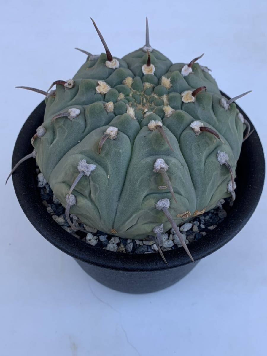 8 一本刺バッテリー 実生・サボテン 多肉植物 ギムノカリキウム 