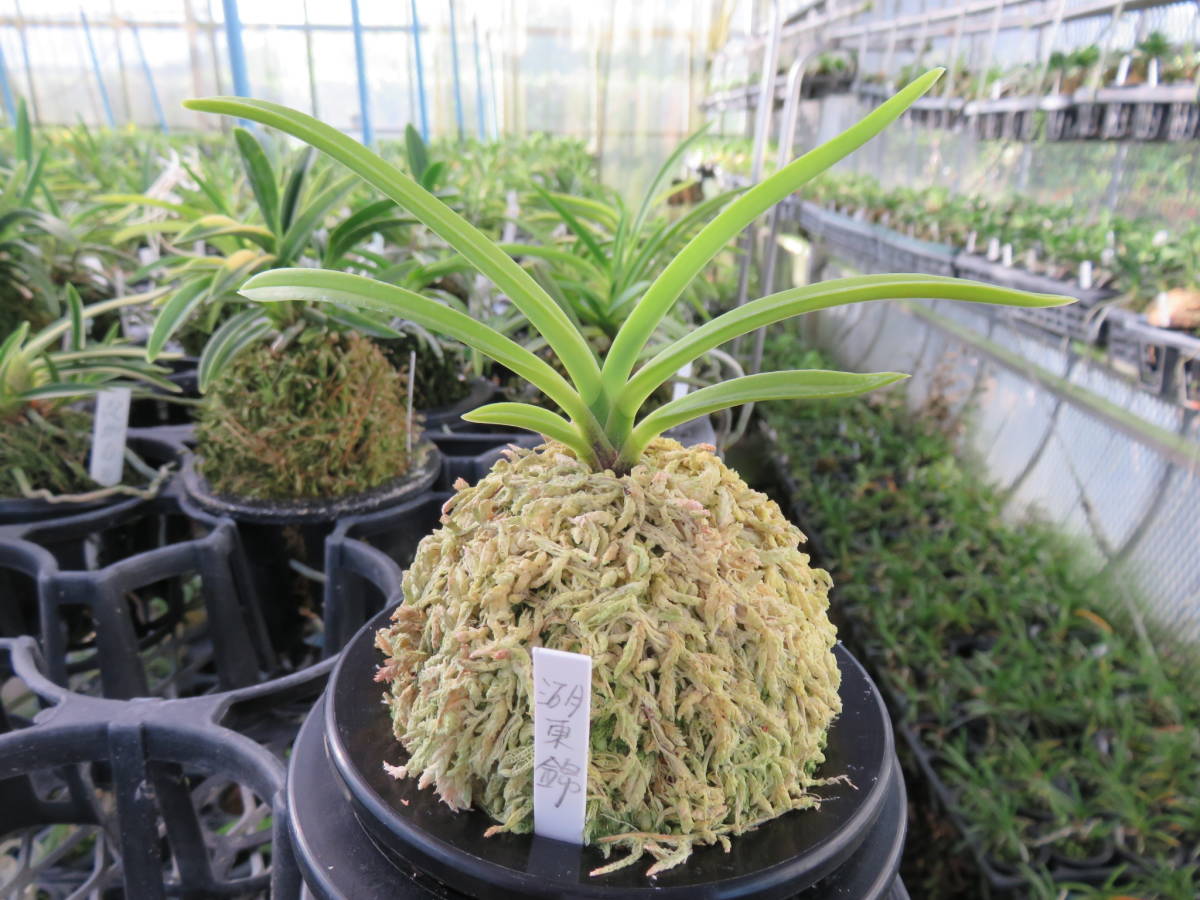 富貴蘭「湖東錦」中斑縞 ○富貴蘭○湖東錦の青 富貴