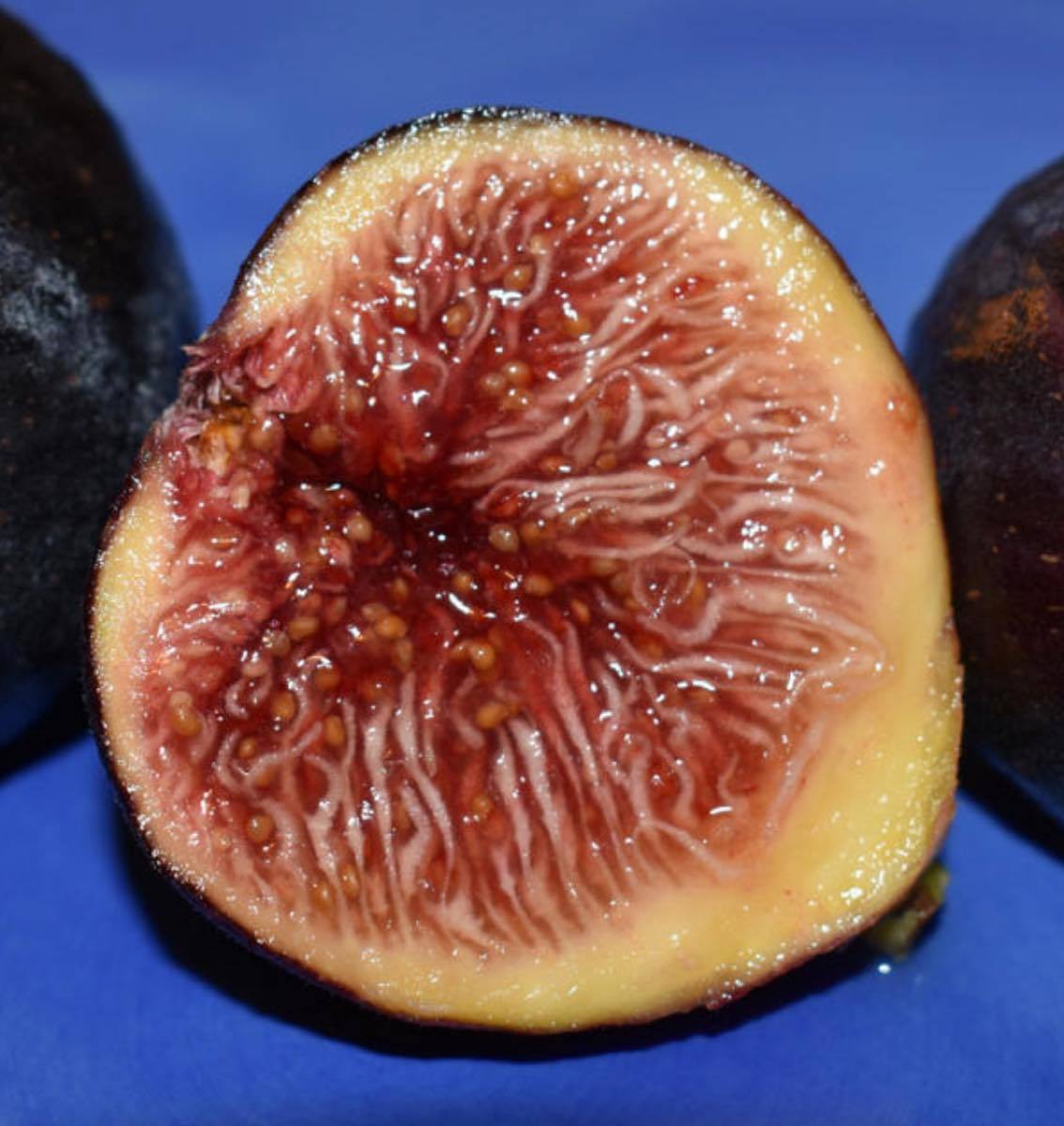 23-19　Honey Plum （ ハニー プラム ）　イチジク　苗木　超希少美味品種！