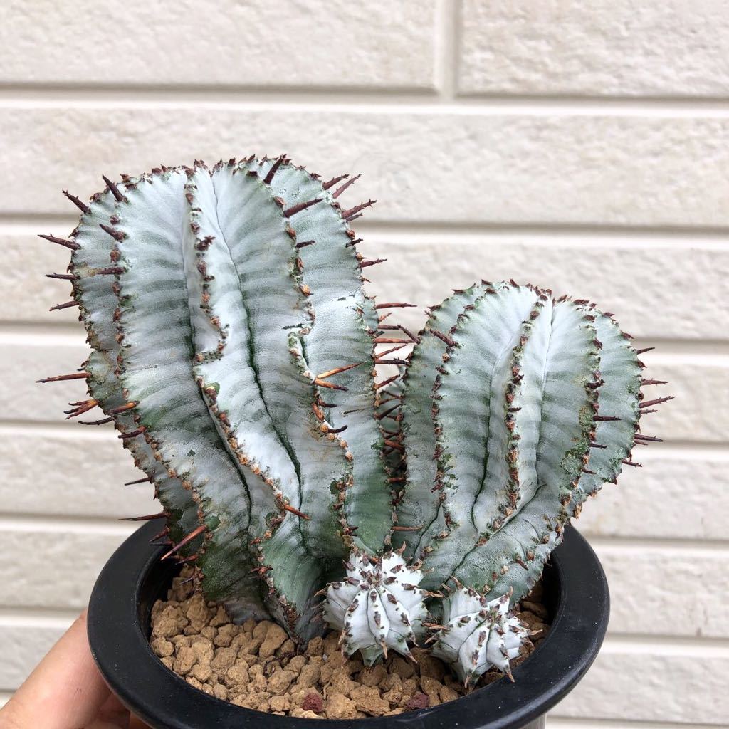 Euphorbia Polygona Snowflake ユーフォルビア ポリゴナ
