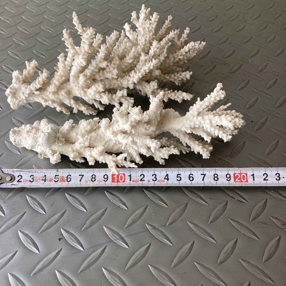 白化サンゴ 珊瑚 アクアリウム インテリア 置物 8 白珊瑚・サンゴ
