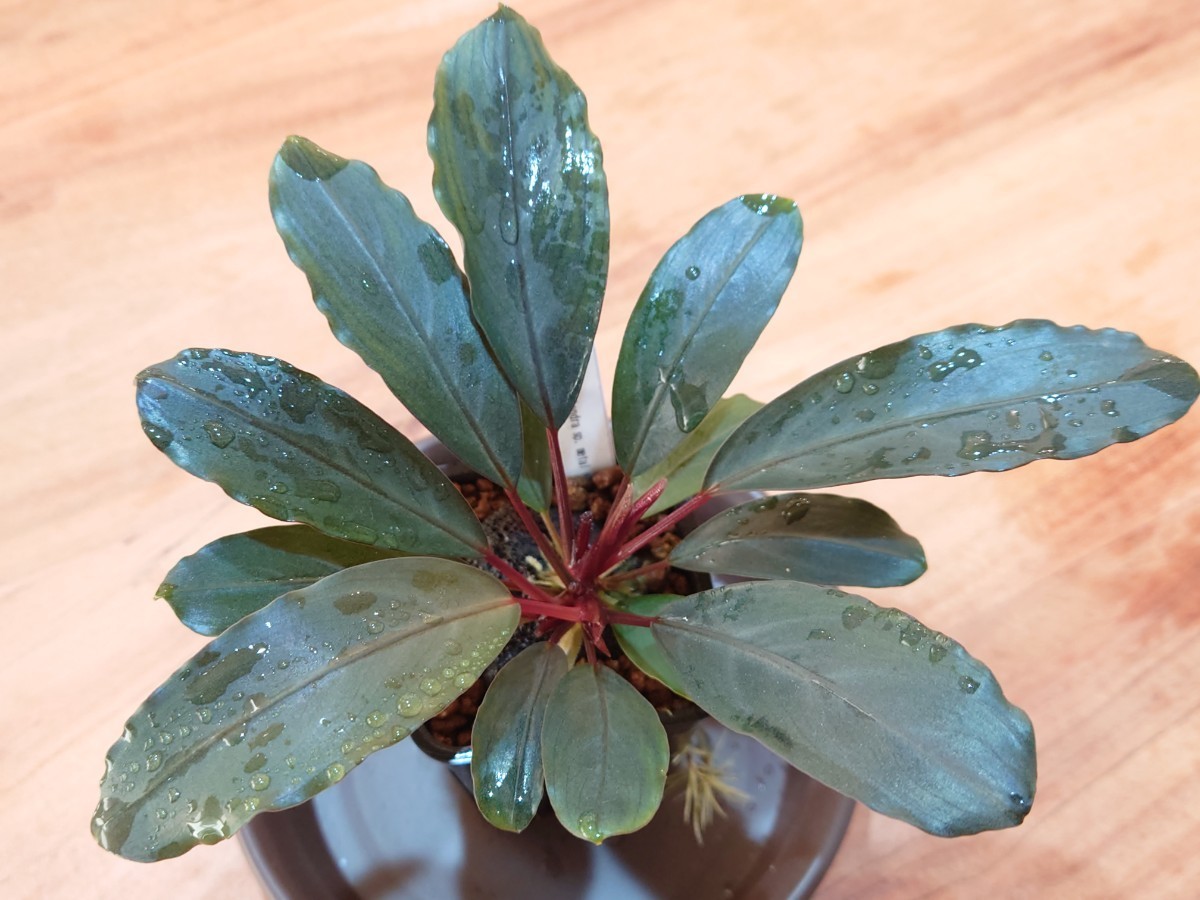 水草 bucephalandra sp. l glitter Topick Aquarium Bucephalandra sp. Metal glitter ブセファランドラ