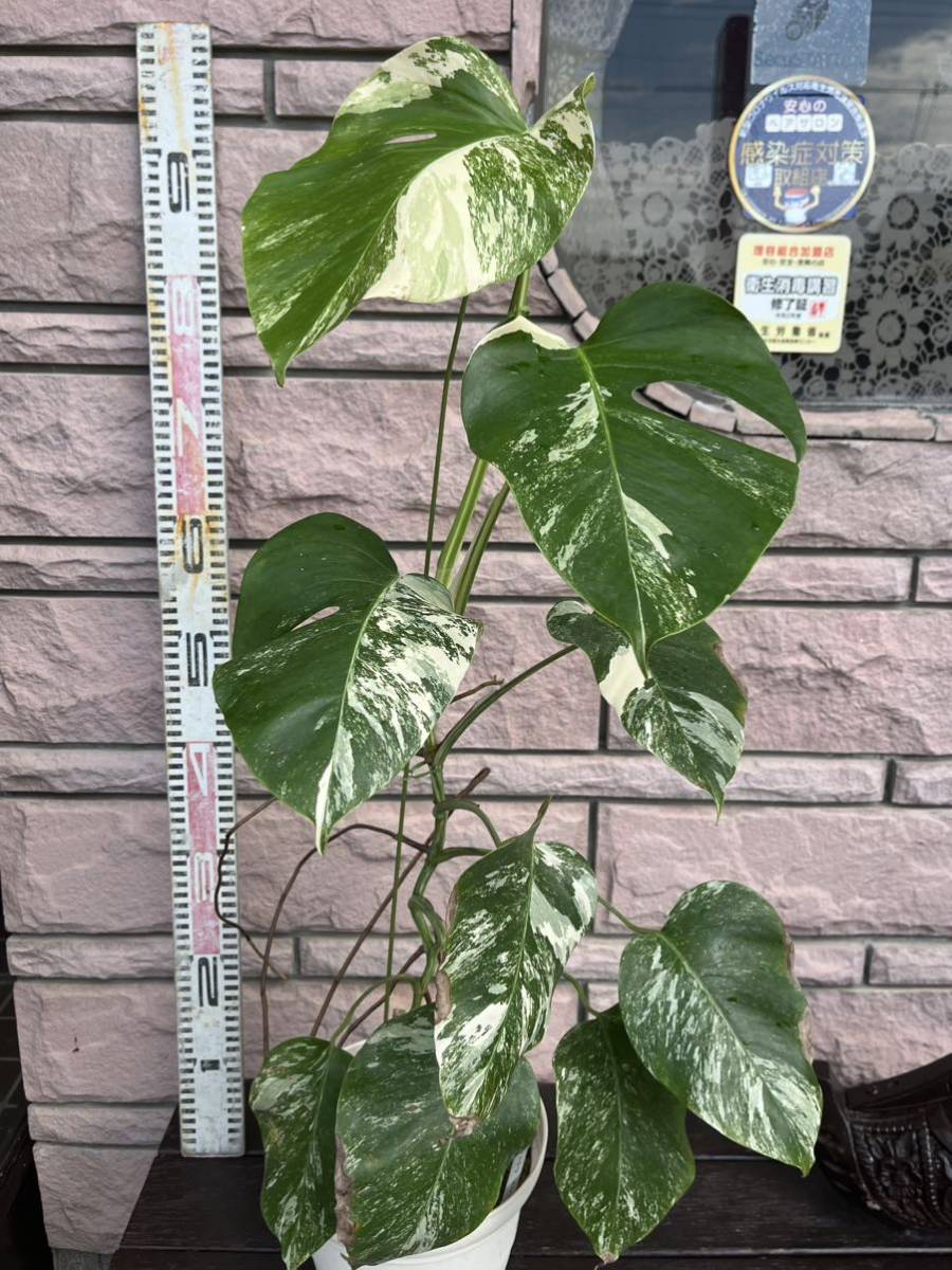 モンステラ　ボルシギアナ斑入り