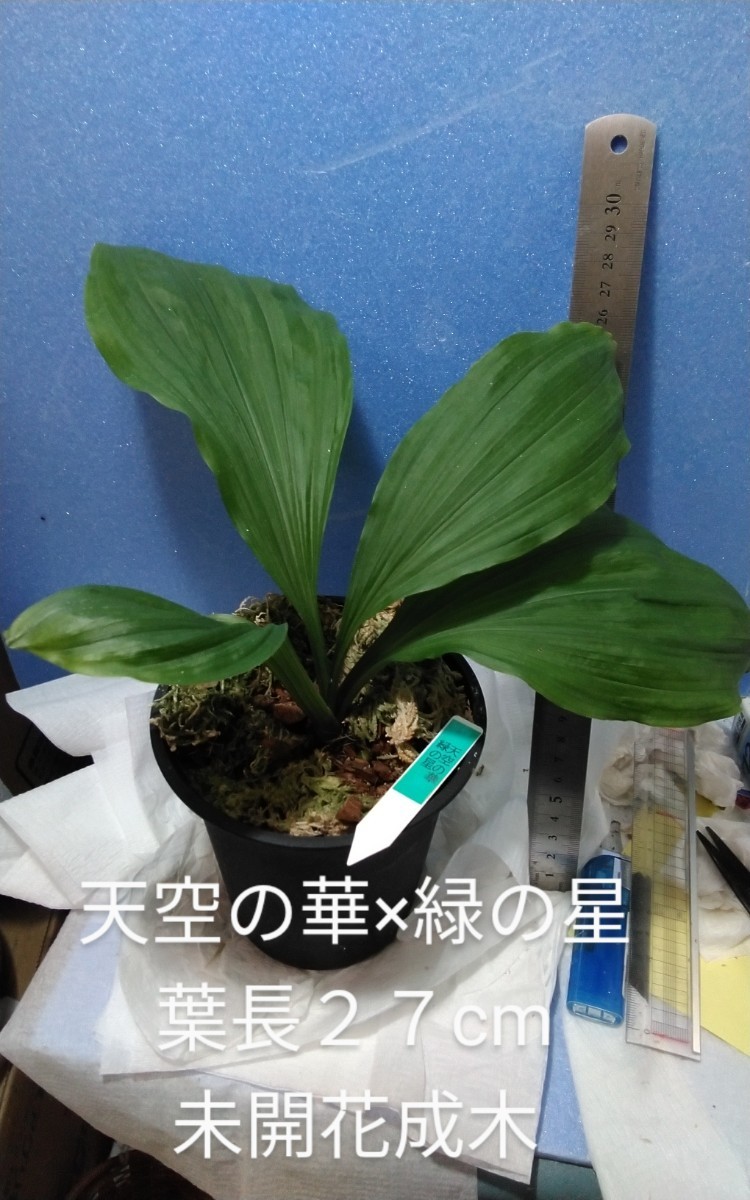 颯 天空の華×緑の星 未開花成木初花期待 80（