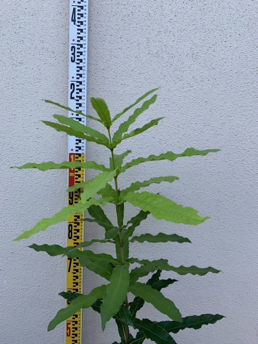 ◇マカダミアナッツ接木苗◇品種:バーディックBurdick◇ マカダミア