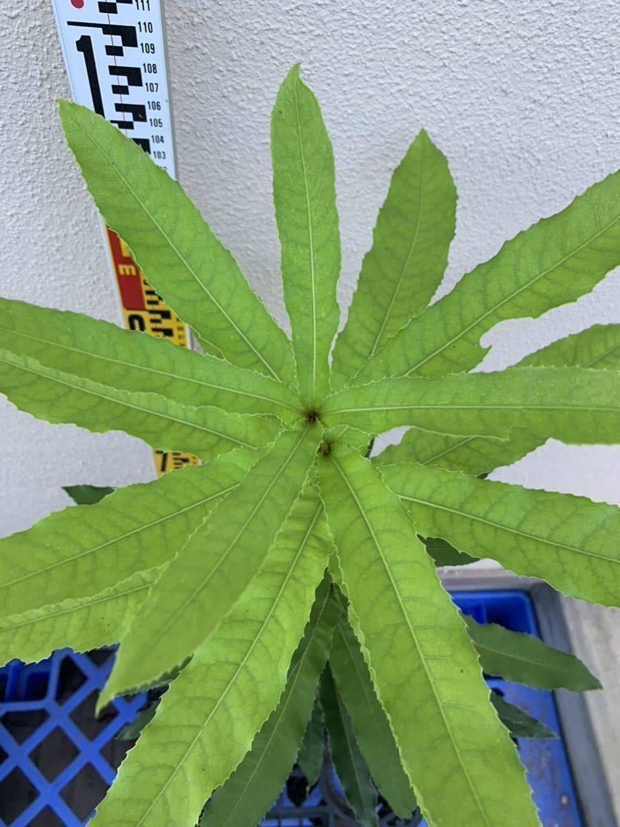 Yahoo!オークション - マカダミアナッツ接木苗 品種 バーディックBurd