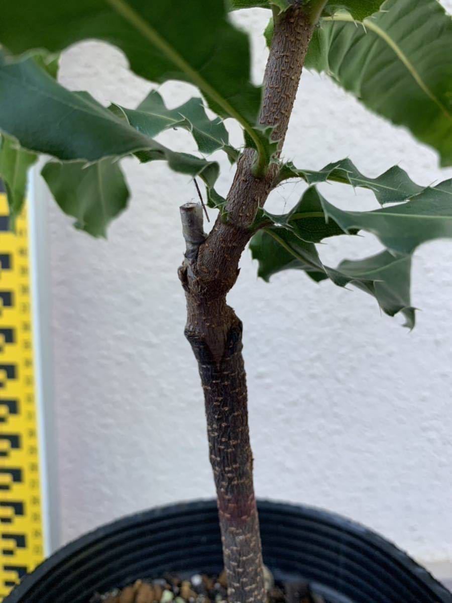 Yahoo!オークション - マカダミアナッツ接木苗 品種 バーディックBurd