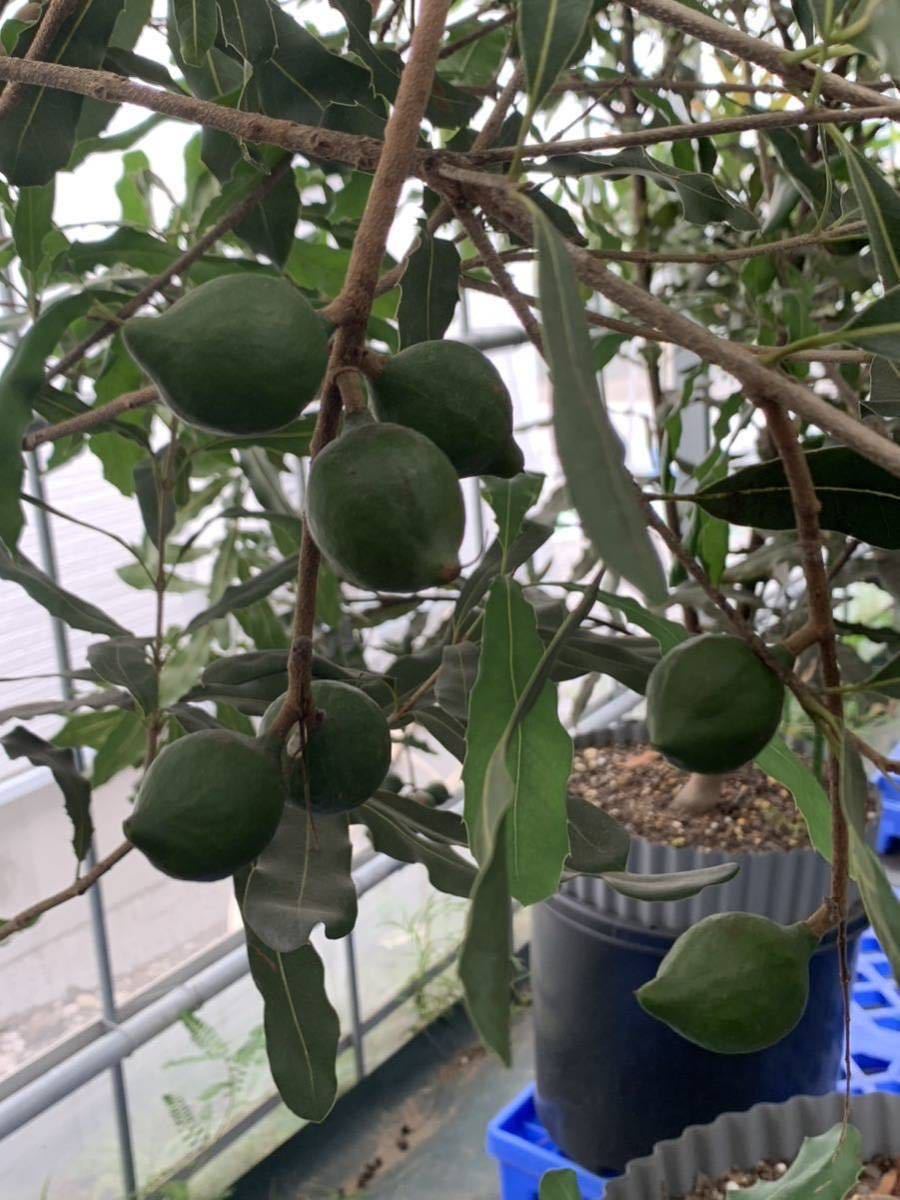 Yahoo!オークション - マカダミアナッツ接木苗 品種 バーディックBurd