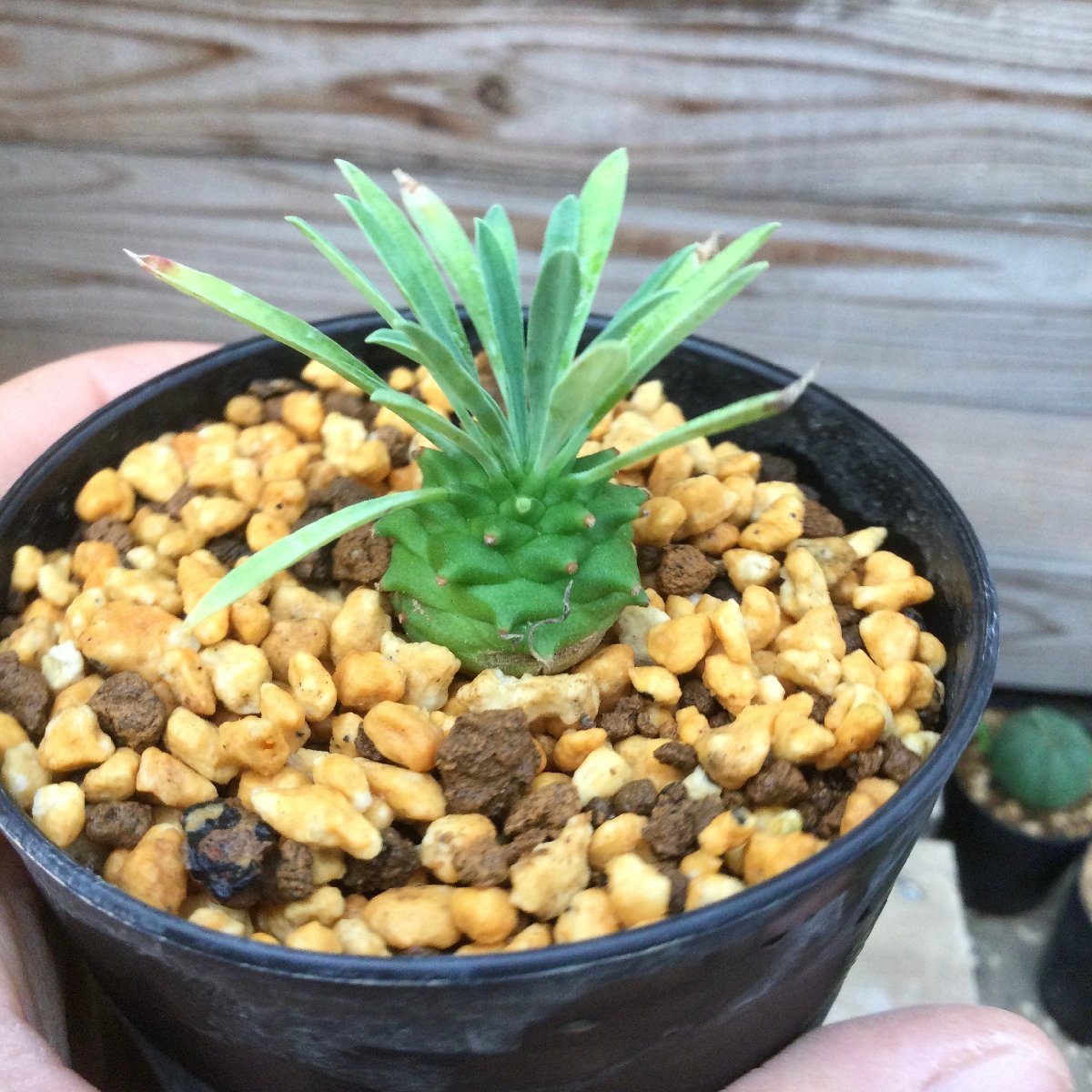 オベサ鉄甲