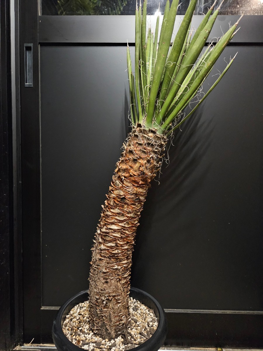 ユッカ フィリフェラ 009 発根済み / ユッカロストラータ ダシリリオン