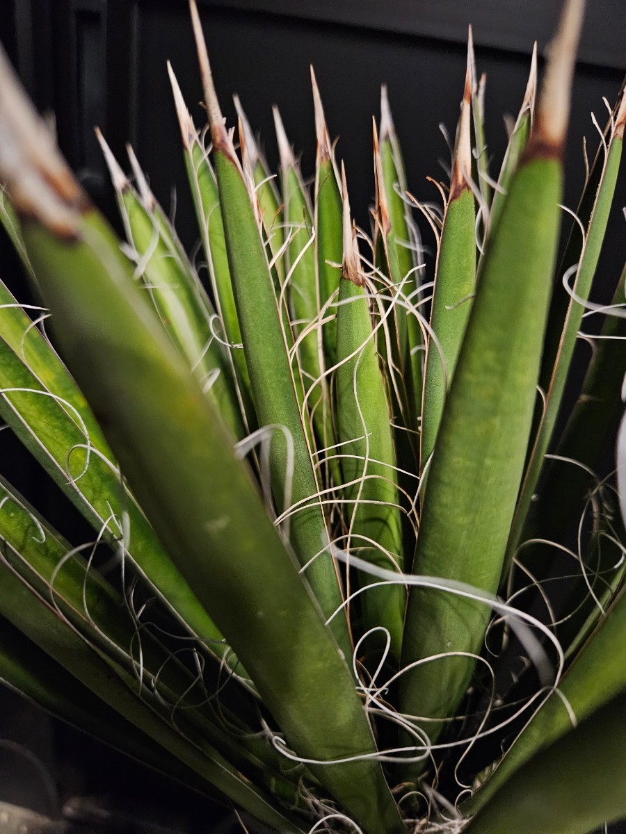 ユッカ フィリフェラ 009 発根済み / ユッカロストラータ ダシリリオン