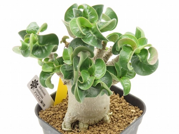 ■[Y157]arabicum　アラビカム(獅子葉)DHA　実生苗　ヤマト運輸発送のみ 【多肉植物　Adenium　アデニウム】