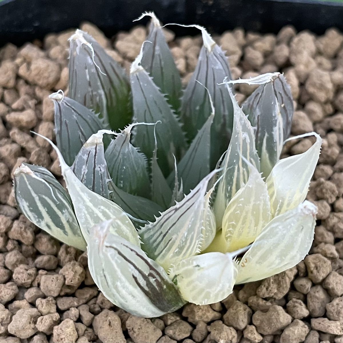 ハオルチア ≧∇≦）多肉植物 - IB6970 davidii davidiiのショッピング